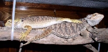 siesta 2