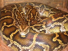 Goliath