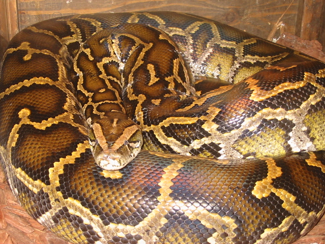 Goliath