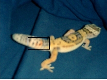 sorry about the quality