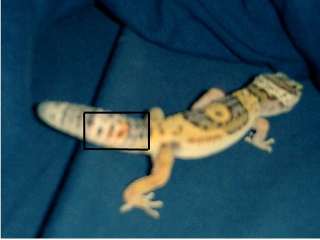 sorry about the quality