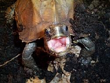 Feed Me
