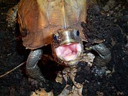 Feed Me