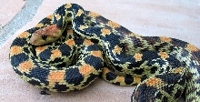 Mid-Baja Gopher Snake