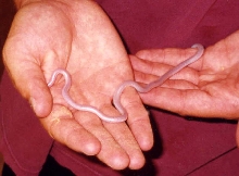 Blind Snake