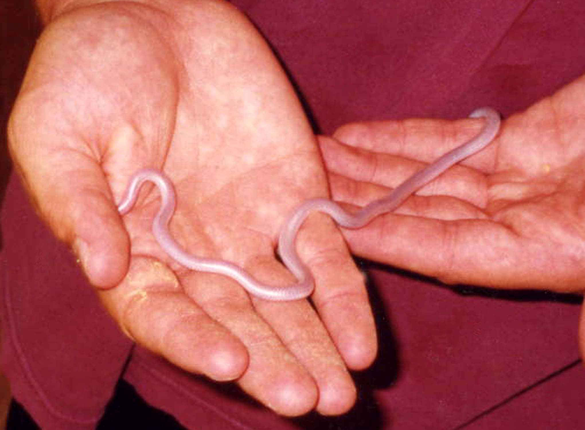 Blind Snake