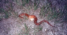 Copperhead