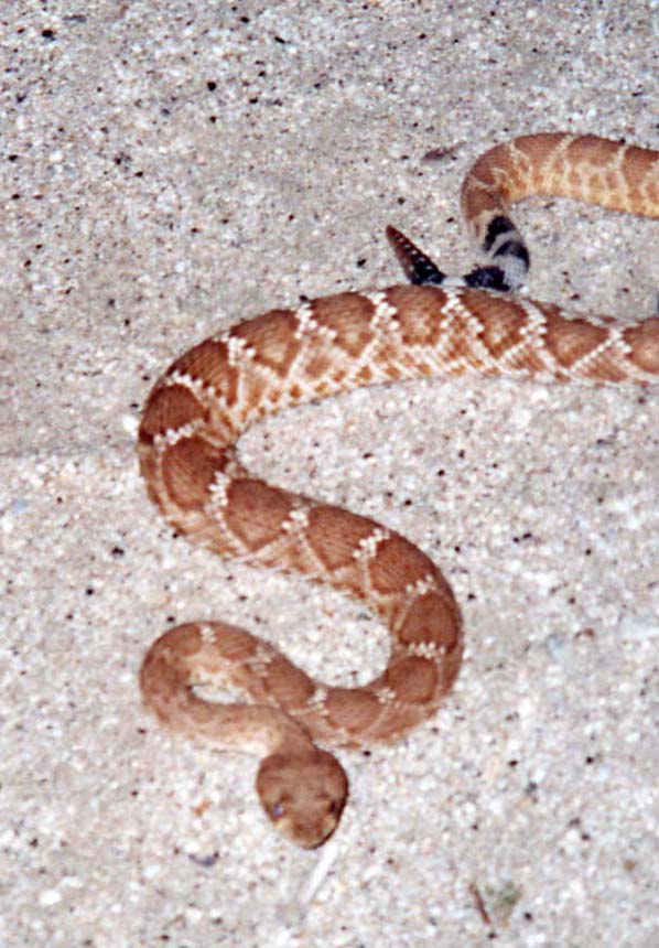 Red Diamondback