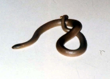 Rubber Boa