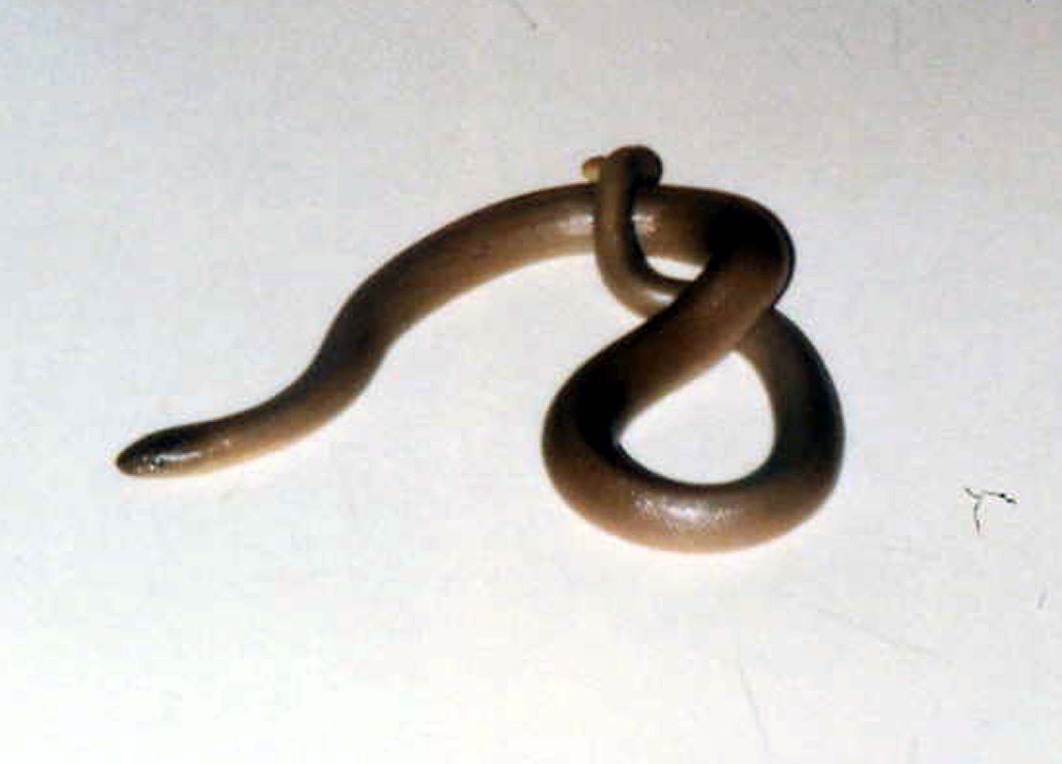 Rubber Boa