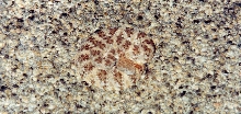 Speckled Rattlesnake