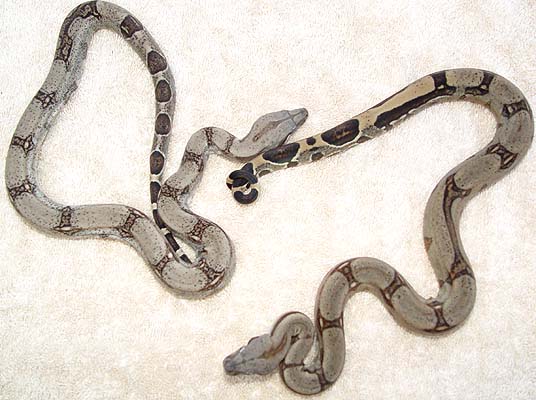 TWO MALES BOAS