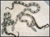 3 FEMALES BOAS