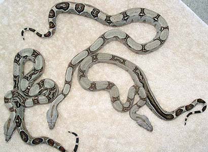 3 FEMALES BOAS