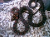 twin-barred tree snake