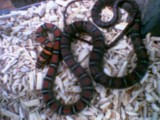twin-barred tree snake