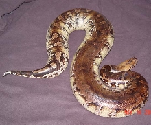 male