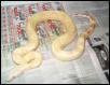 albino boa #3 44"long