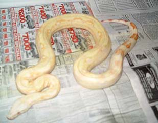 albino boa #3 44"long