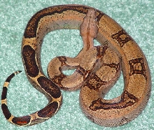 orange striped boa