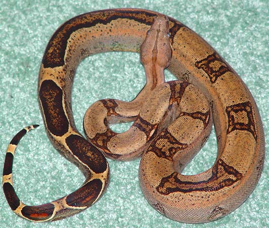 orange striped boa