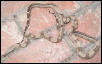 2 females boas diferrent