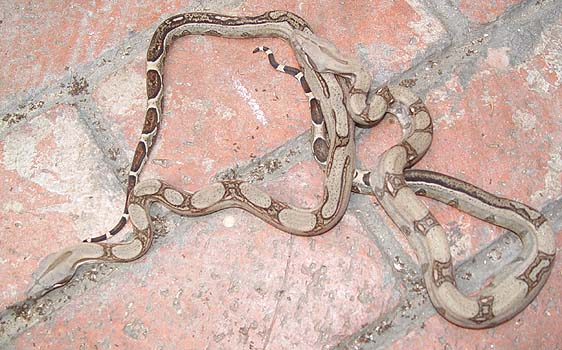 2 females boas diferrent