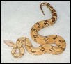 pastel boa