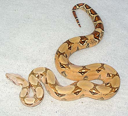 pastel boa