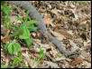 big cottonmouth union co il