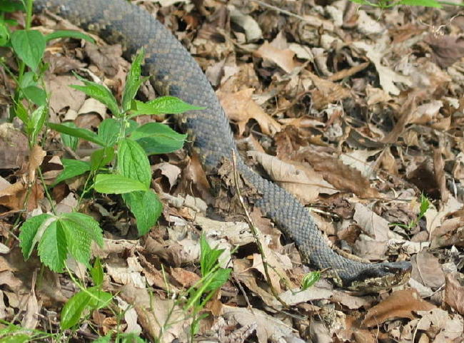 big cottonmouth union co il