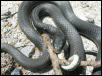 black racer union co il