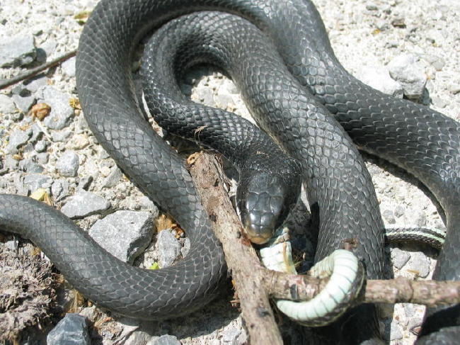 black racer union co il