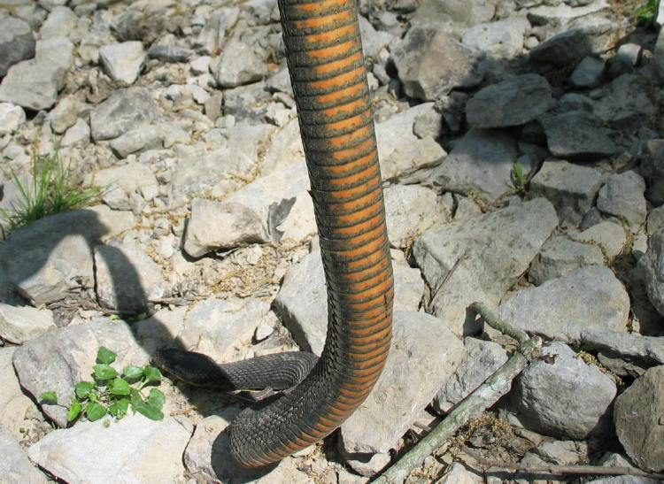 erythrogaster ventral