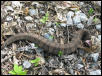 juvi cottonmouth union co il