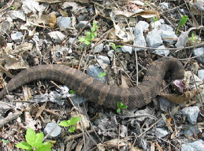 juvi cottonmouth union co il