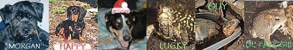 My Pet Strip