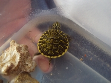 Mystery Turtle