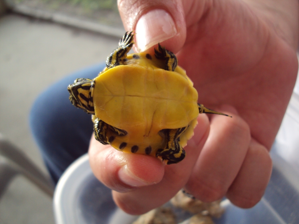 Mystery Turtle Belly