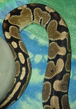 Nyoka18