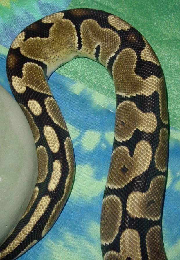 Nyoka18