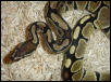 Nyoka2