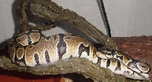 Zan7