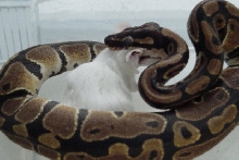 MMM Mousie