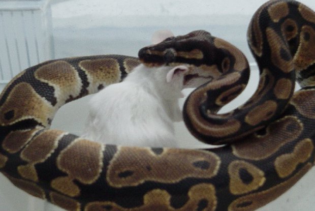 MMM Mousie