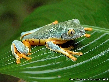 Jewel of the Jungle