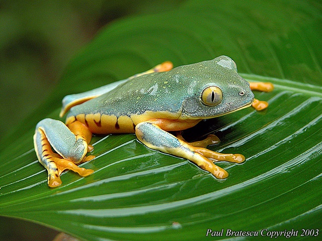 Jewel of the Jungle