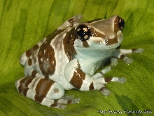 Amazon Milk Frog