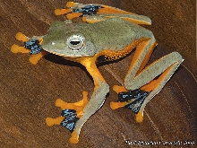 Asian Flying Frog (Rhacophorus reinwardtii)