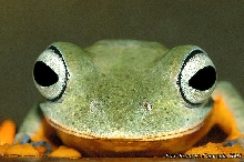 Asian Flying Frog (Rhacophorus reinwardtii)